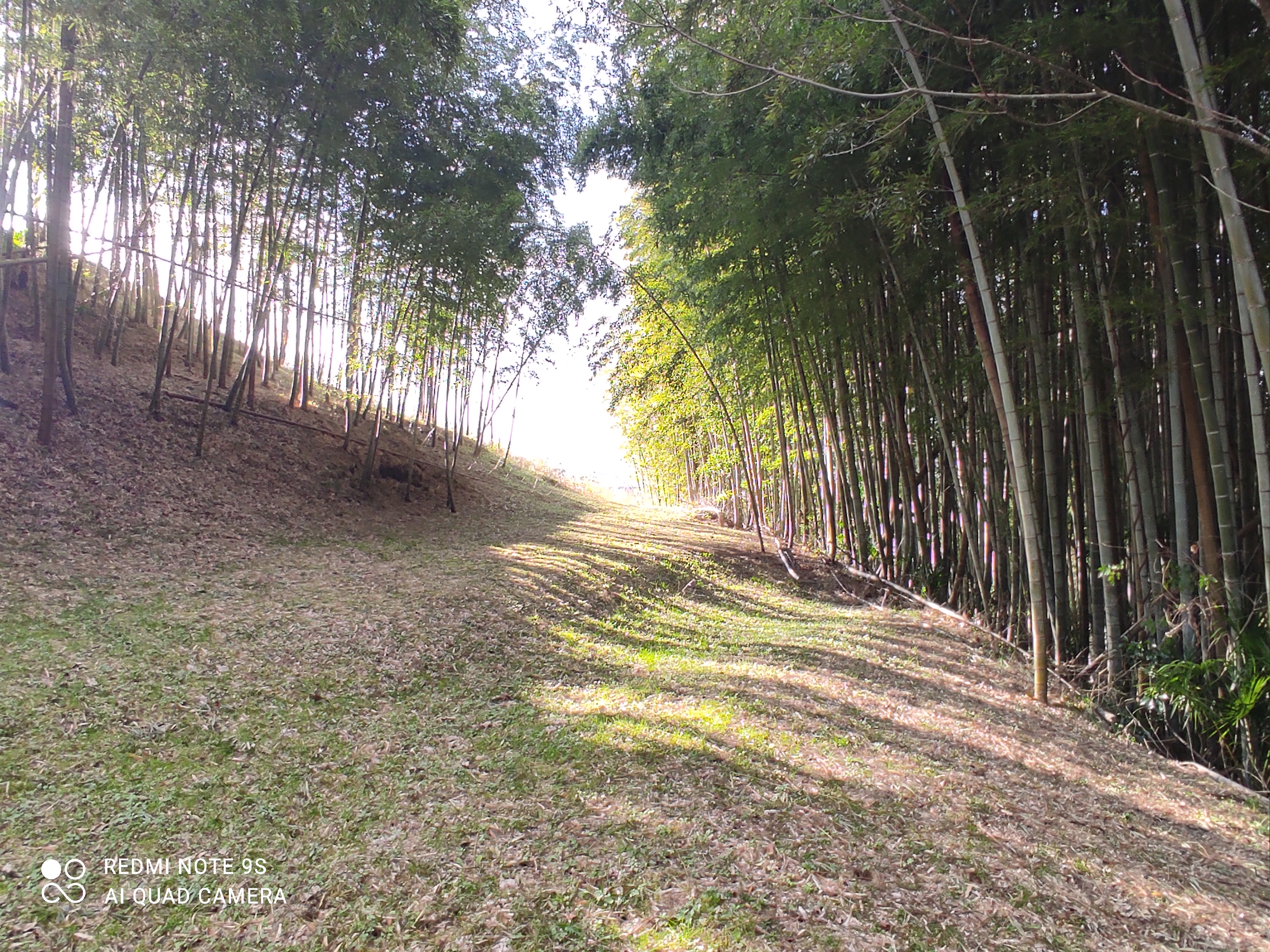 Kizugawa Kyoto,a path through a grove of bamboo trees