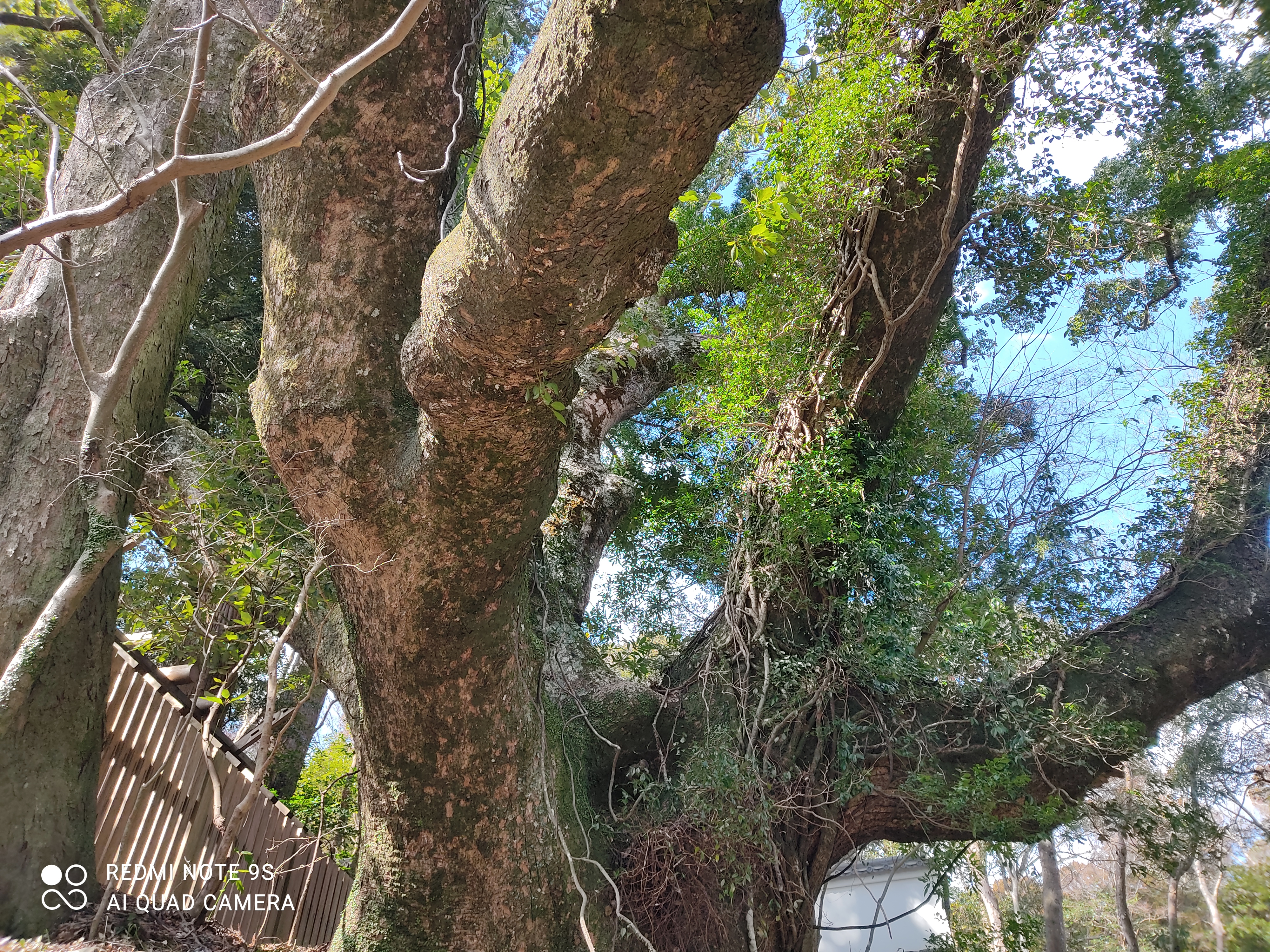 a Ishikawa,large tree with a fence in the background