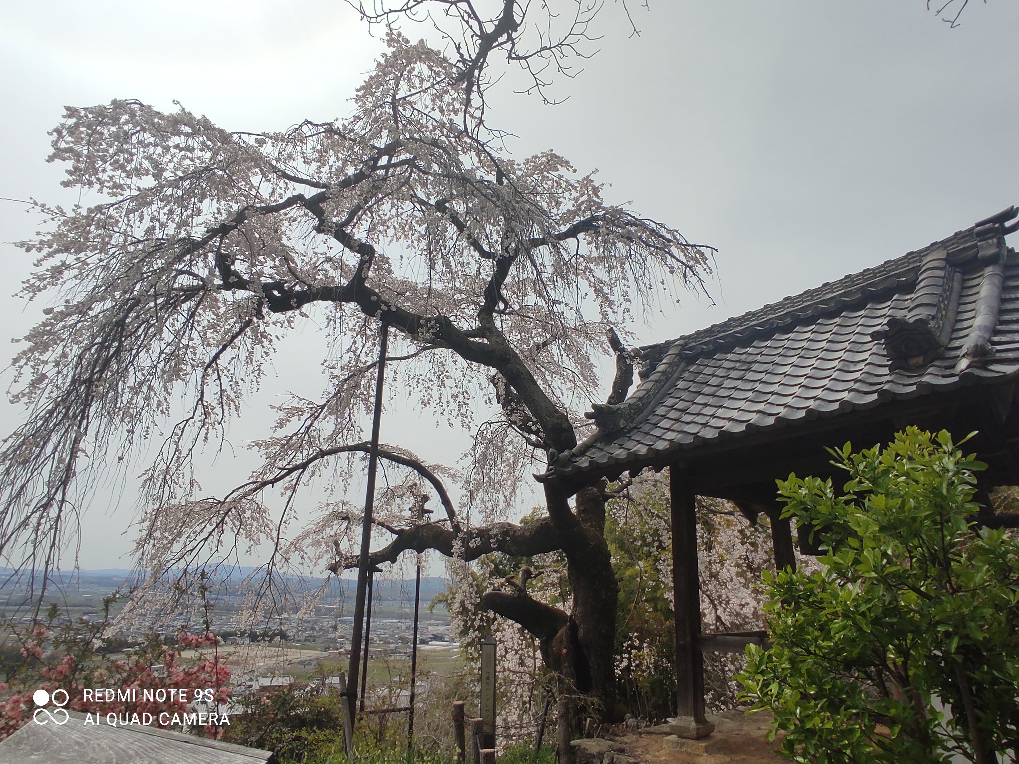 temple in Kyoto,a tree in front of a building with a sky background