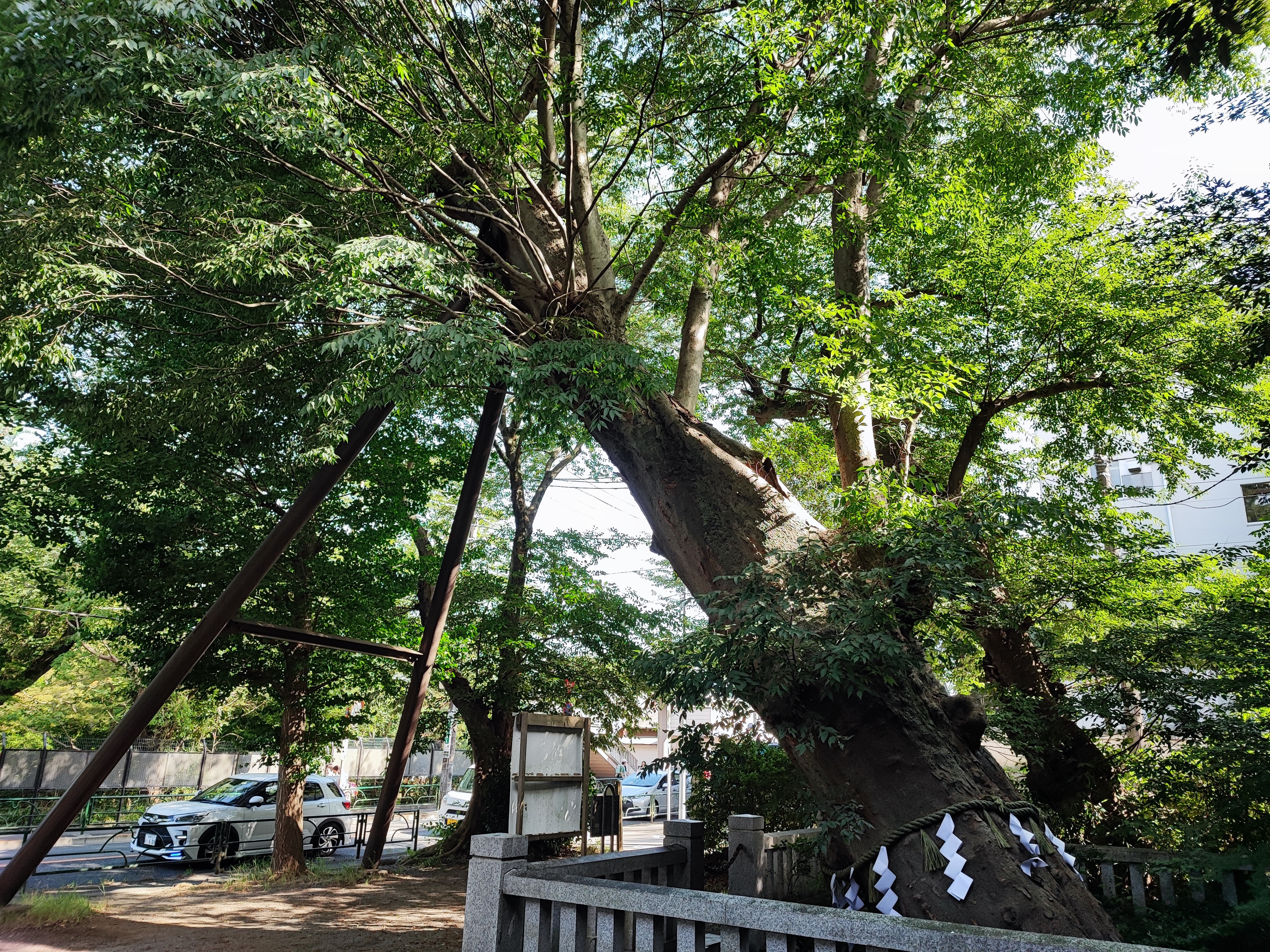 Tokyo, Jindaiji Temple, a large tree in the middle of a park